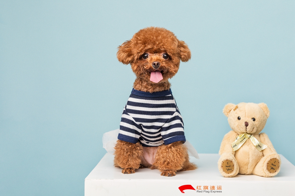 16587190834424.jpg 攝圖網_501390256_貴賓犬小泰迪(企業商用)_副本.jpg